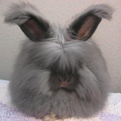 foto di un coniglio d'Angora